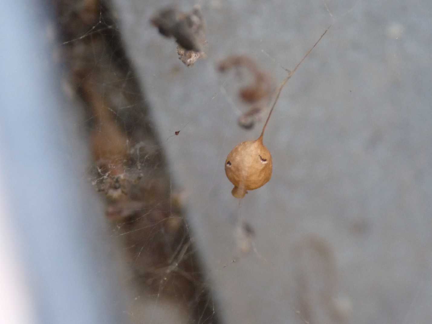 Gli astuti Argyrodes